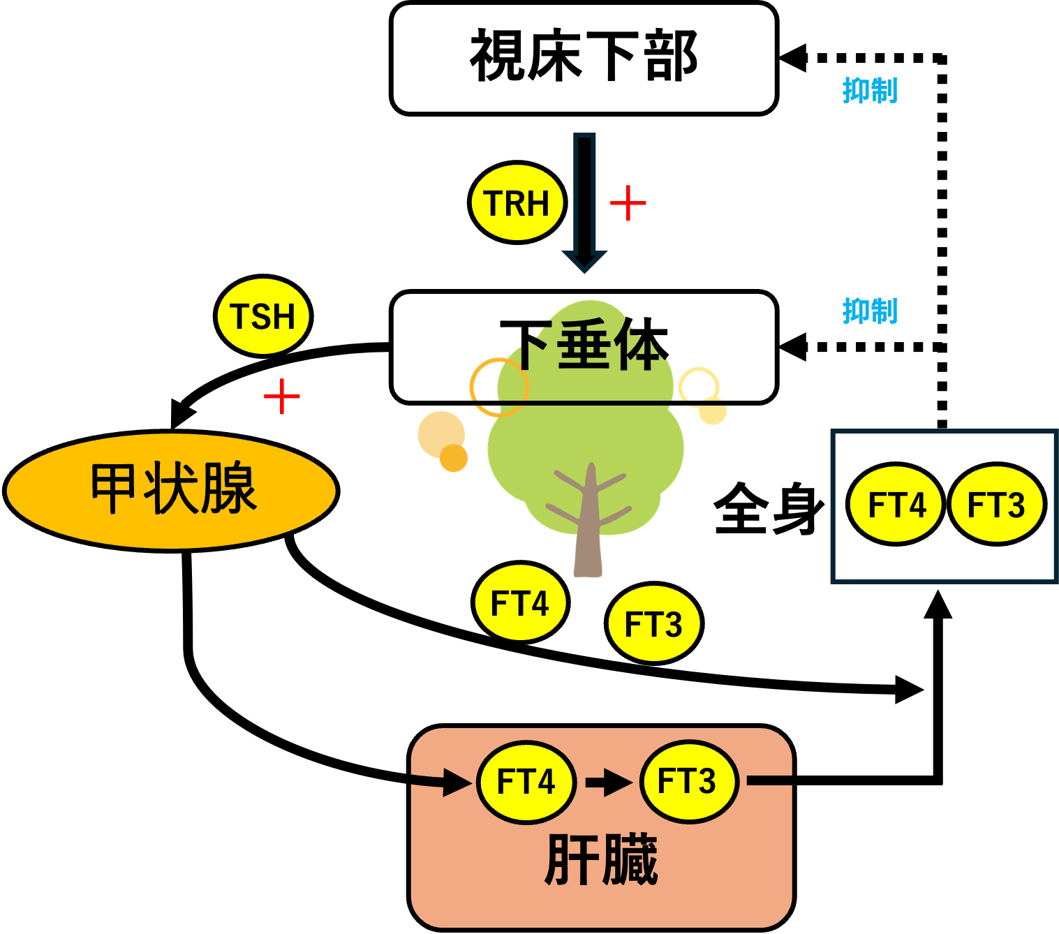 甲状腺ホルモンの制御の仕組み