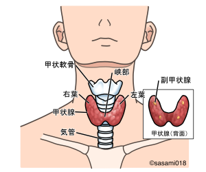 甲状腺の解剖