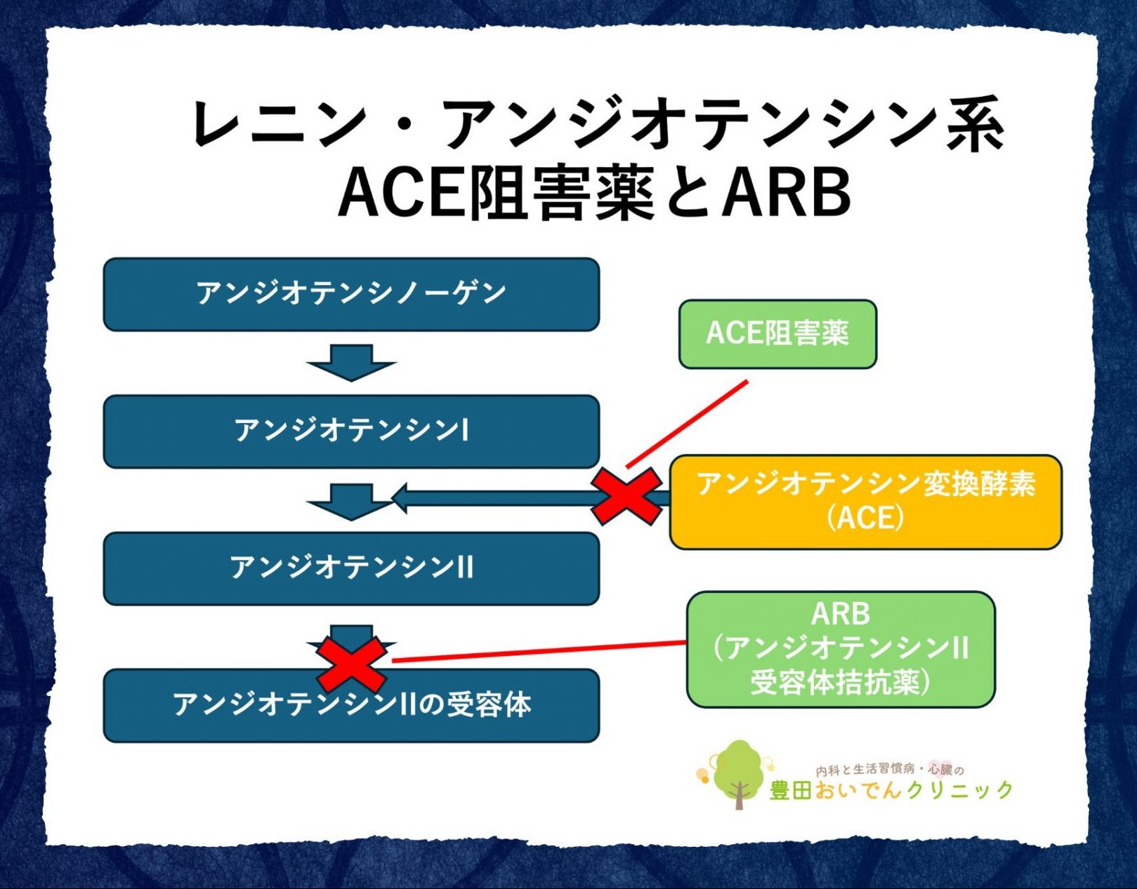 レニン-アンジオテンシン系とACE,ARBの作用機序の説明図